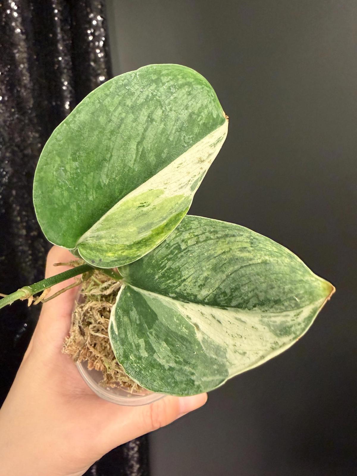 Scindapsus Parahyangan Albo Variegated