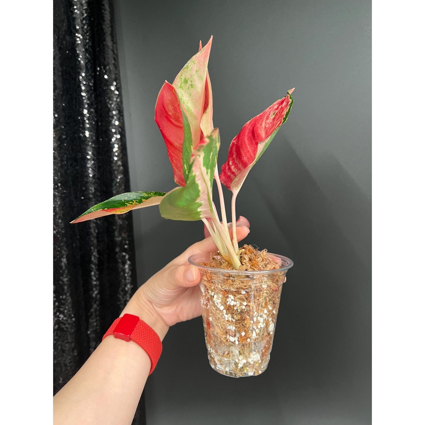Aglaonema Kitty Cochin, Recent Import