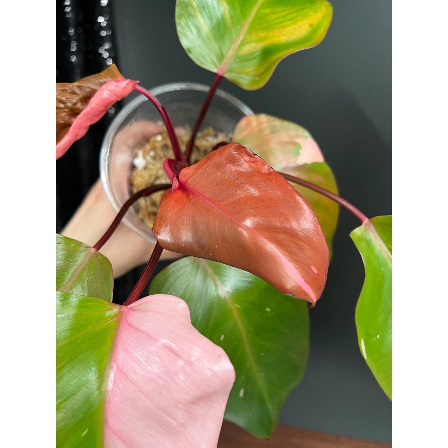 Philodendron Persimmon Princess, High Var, Exact Plant | US Seller