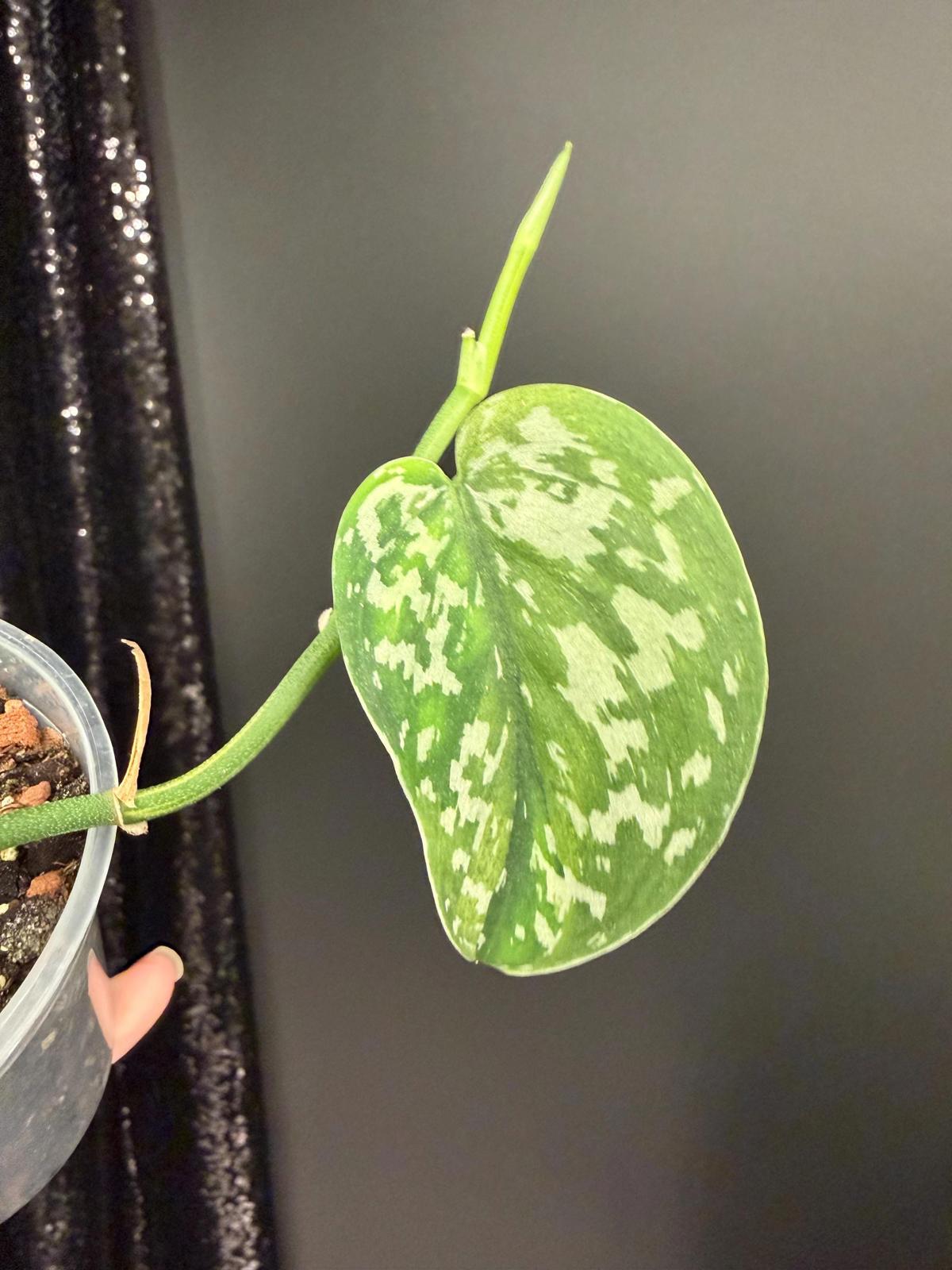 Mysterious Variegated Scindapsus(it might be a Matcha)