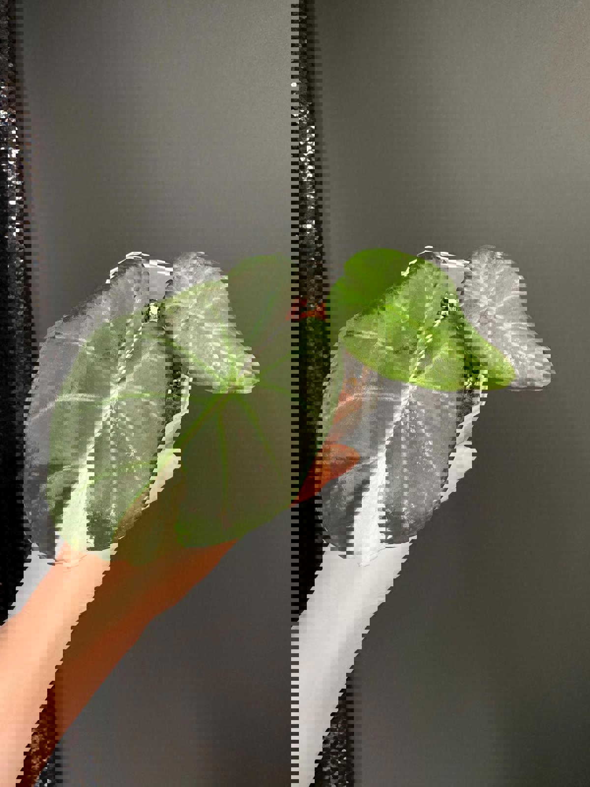 Alocasia Regal Shield albo in 2.5" Pot