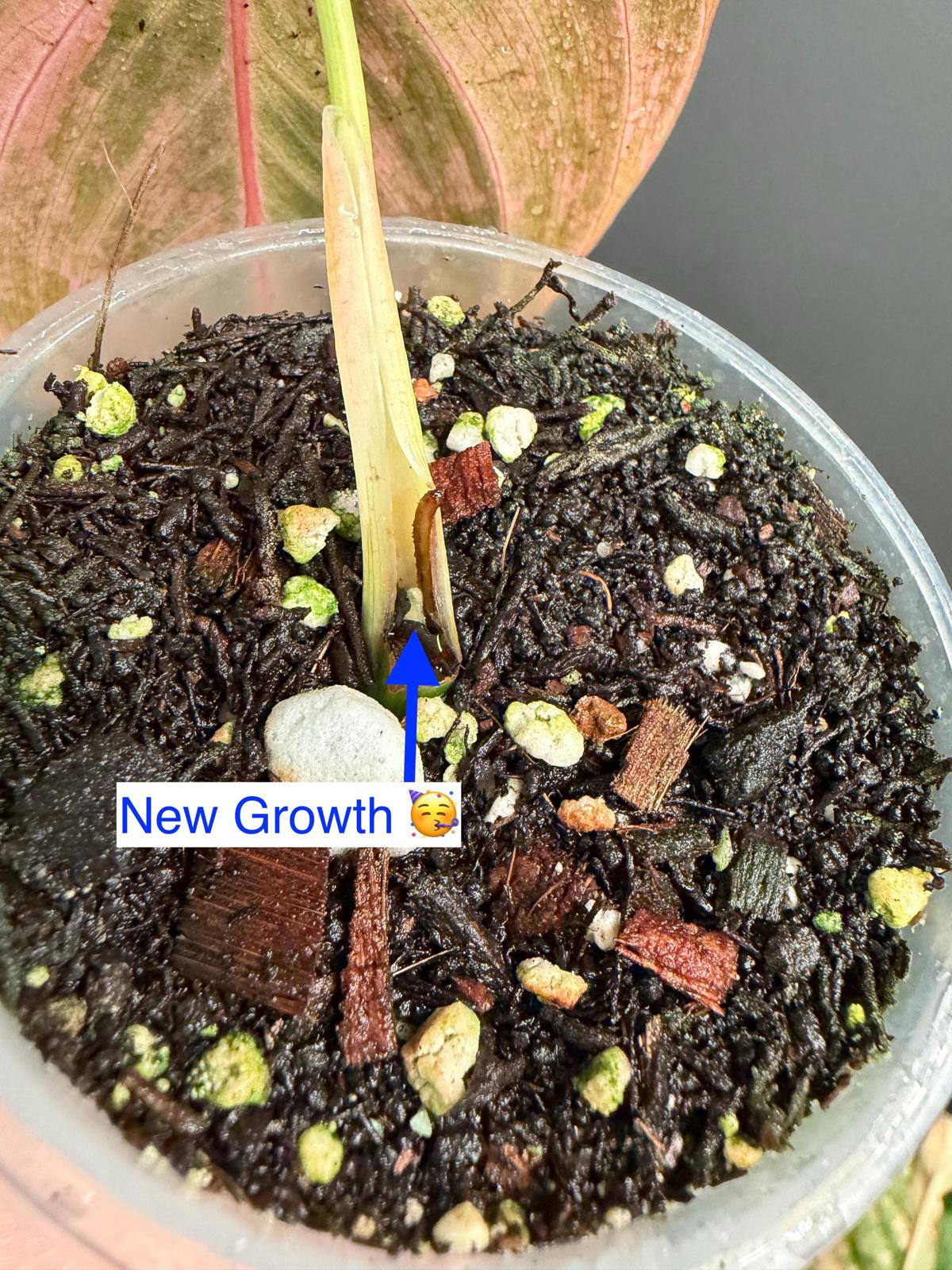 Philodendron Melanochrysum Orange Variegated