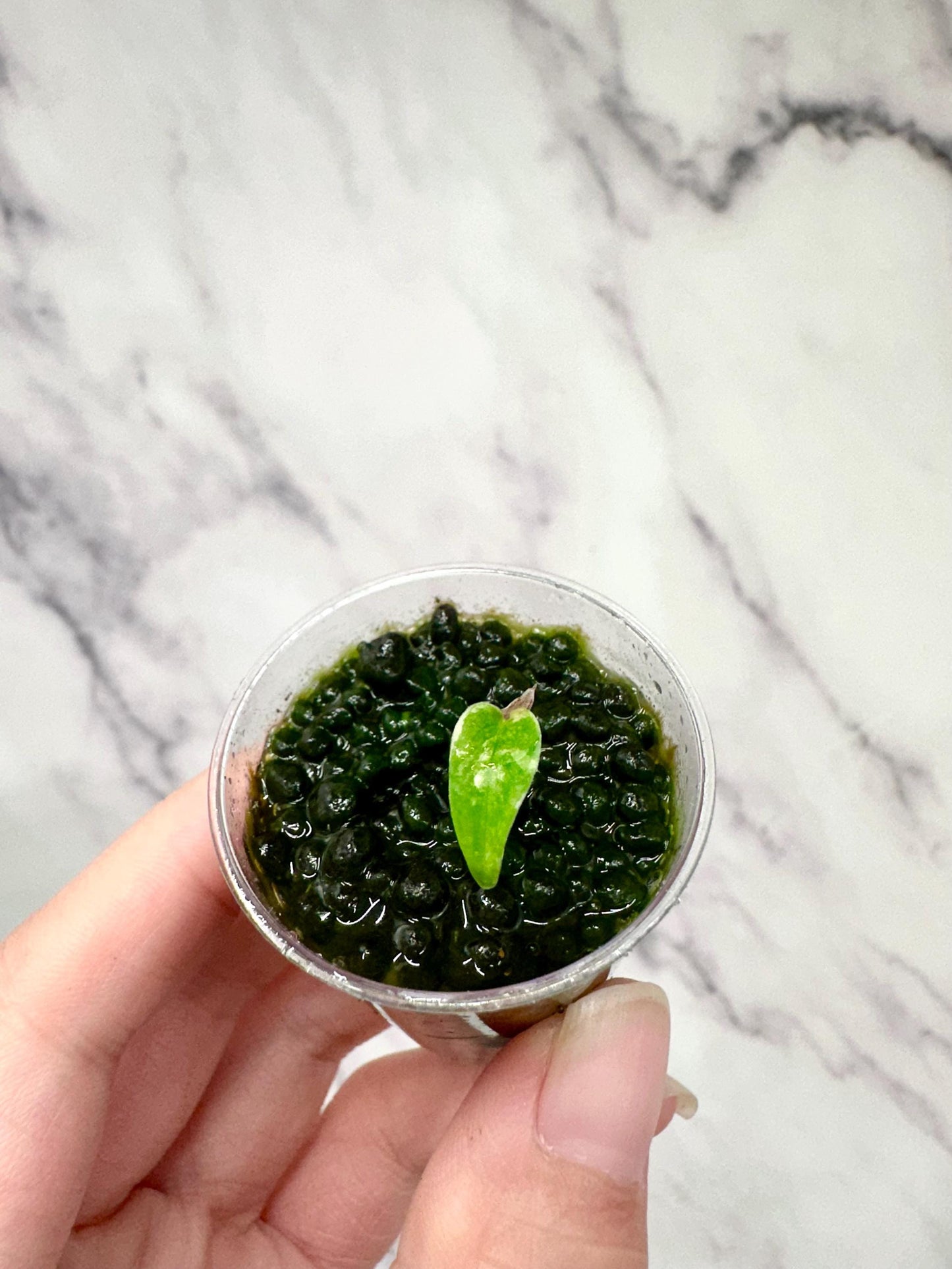 Variegated Alocasia Longiloba Albo Little Pup (Very tiny in 1 oz cup)