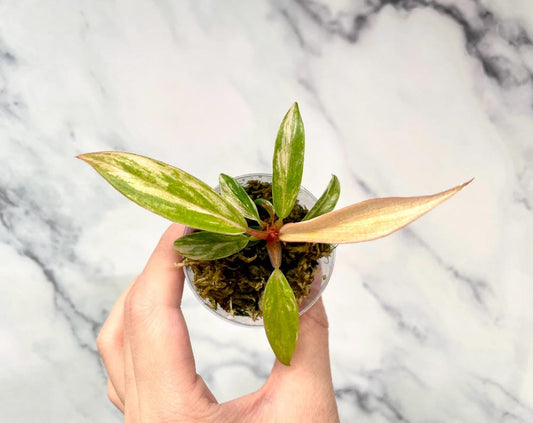 Philodendron Caramel Marble Exact Small Starter Plant