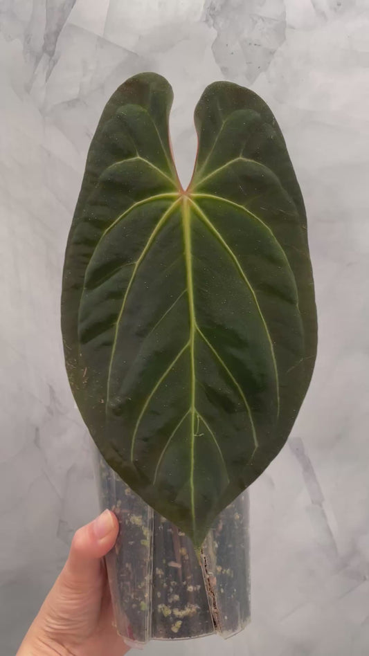Anthurium Papillilaminum x Besseae aff Hybrid, Very Large Leaf, Exact Plant