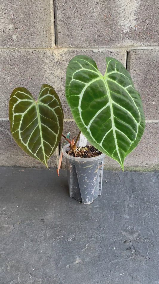 Anthurium Hoffmanii x Dorayaki Hybrid, Very Large Leaf, Exact Plant, Mature Plant