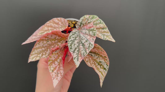 Begonia Snow Capped Variegated Rooted Plant