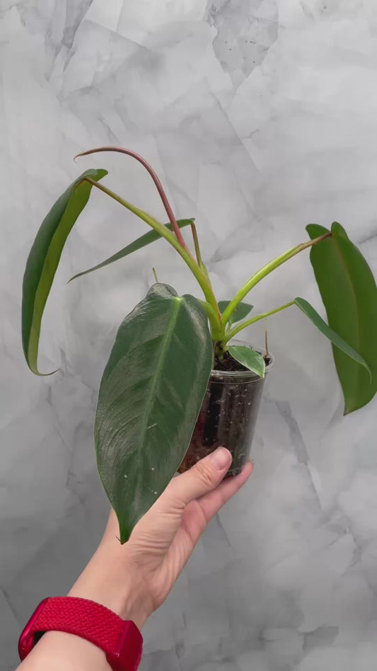 Philodendron Spiritus Sancti, Exact Plant