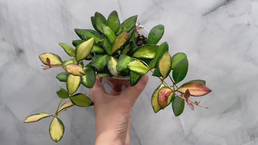 Bushy Variegated Hoya DS70, Hoya Burtoniae Variegata