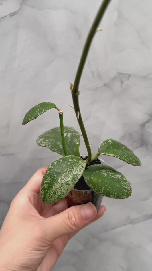 Hoya Waymaniae Splash, 2 Rooted Cuttings