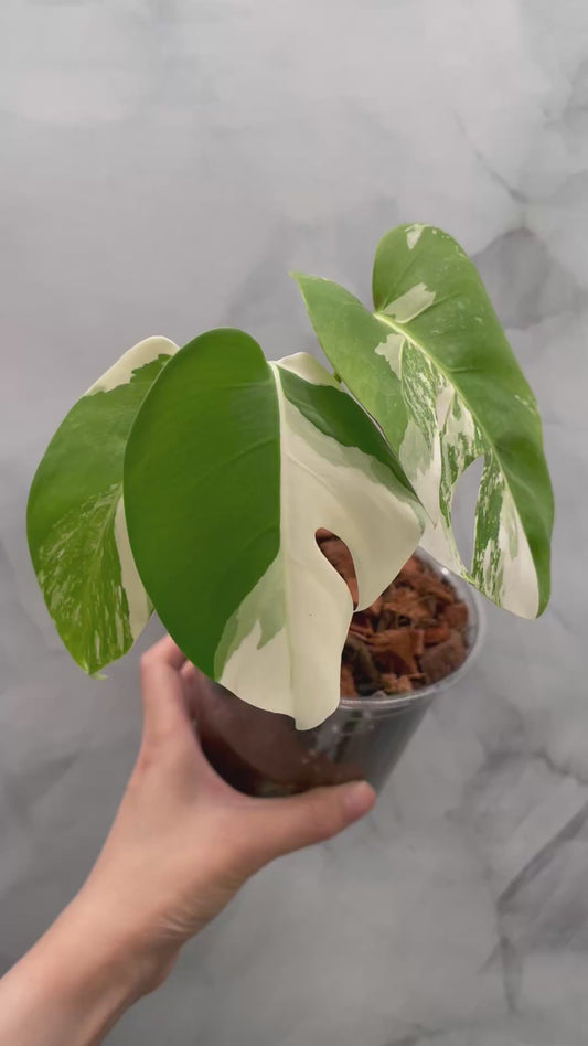 Monstera Albo, High Variegated Plant