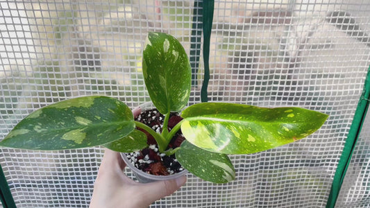Philodendron Green Congo "Copper Flame" Variegated Exact Plant