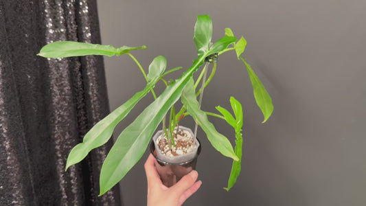Philodendron Belle Isle