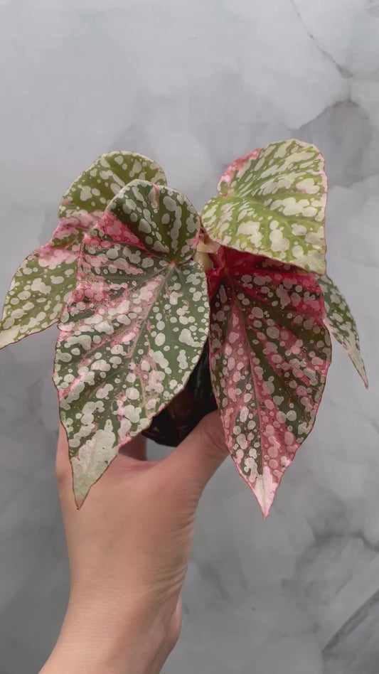 Begonia Snow Capped Variegated Newly Rooted Plant #3