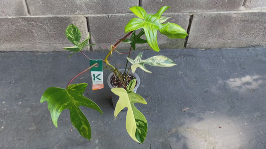 Philodendron Florida Beauty Variegated #Fb0 (Read Description)