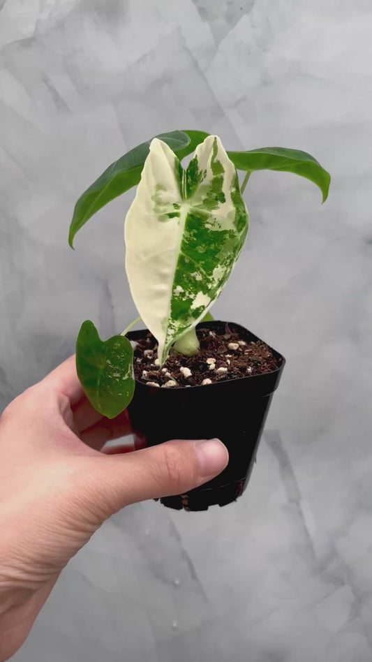 Alocasia Frydek Variegated in 2.6" Pot Exact Plant